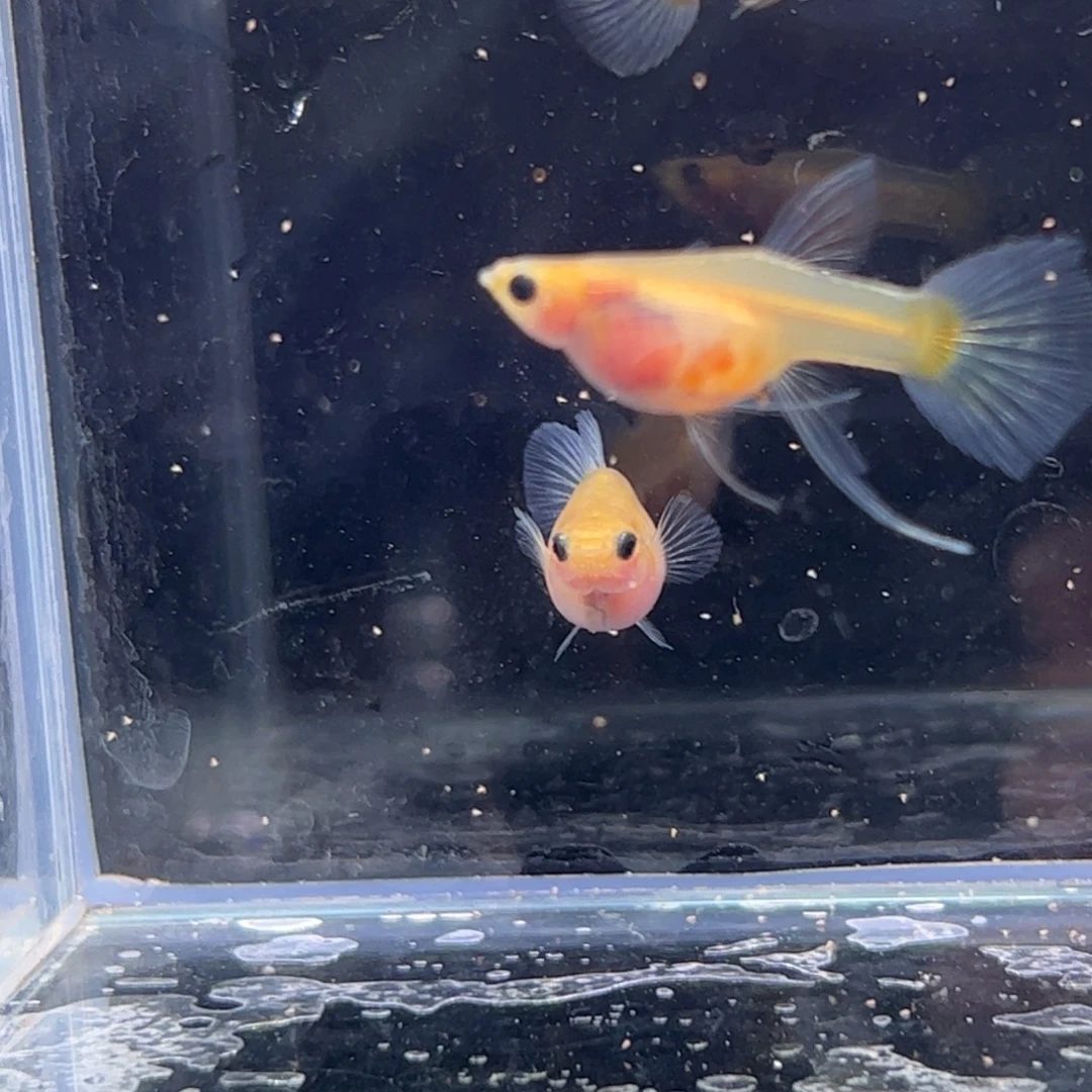 孔雀鱼蓝水晶玻璃猫11111