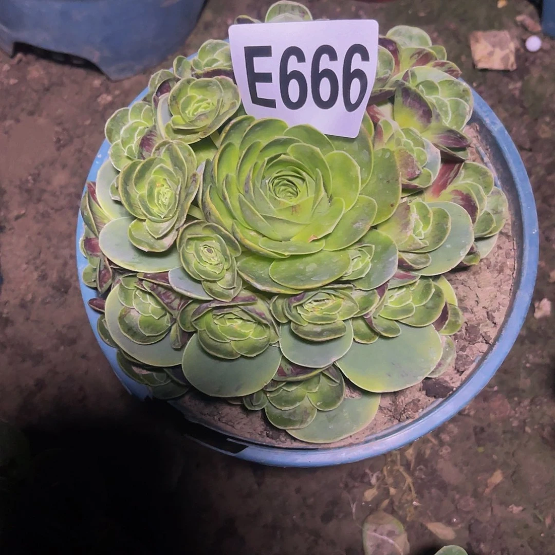玫瑰玫瑰28/-10包邮