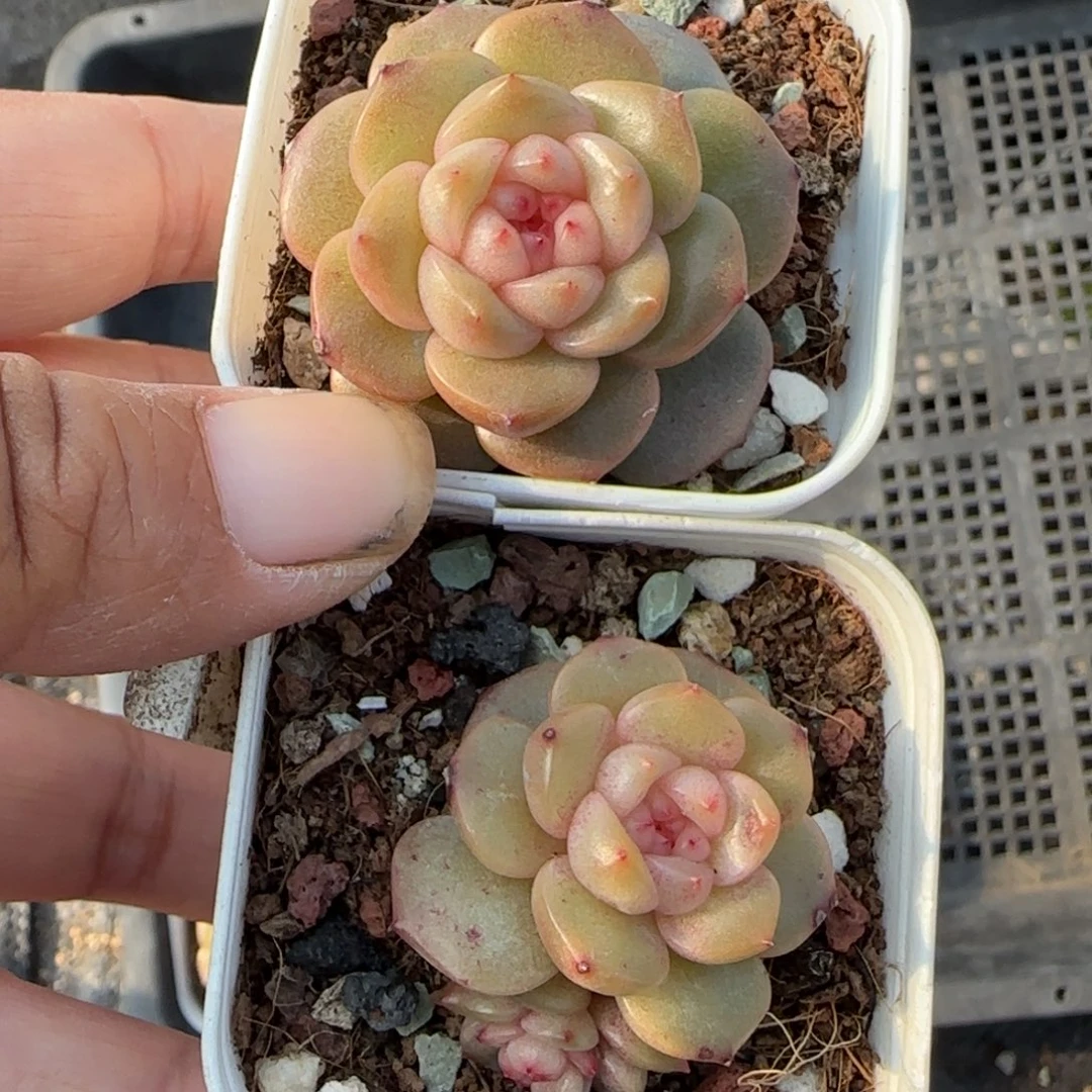 小卡拉米糖心一物一拍