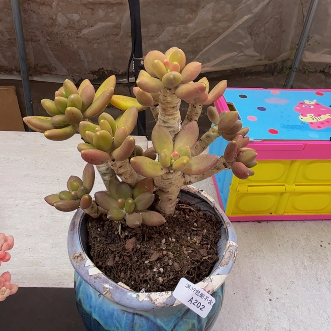202/15cm芒果奶老桩多肉