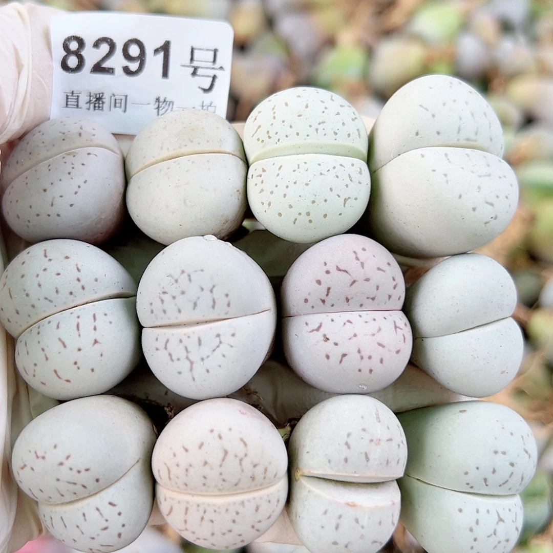 8291 好养易活生石花大母本12个部分侧面老疤特价