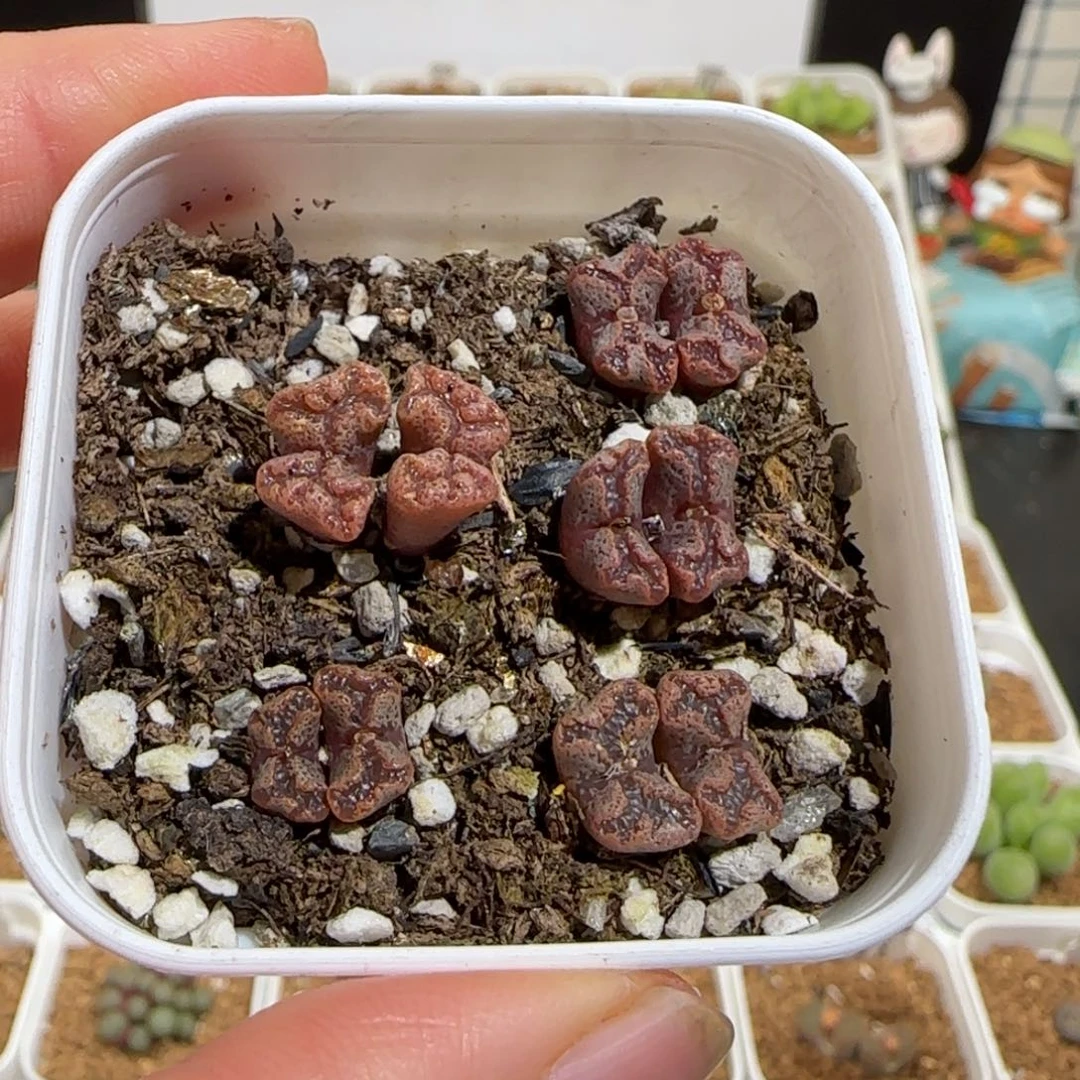 肉锥多肉植物组合-蝴蝶758