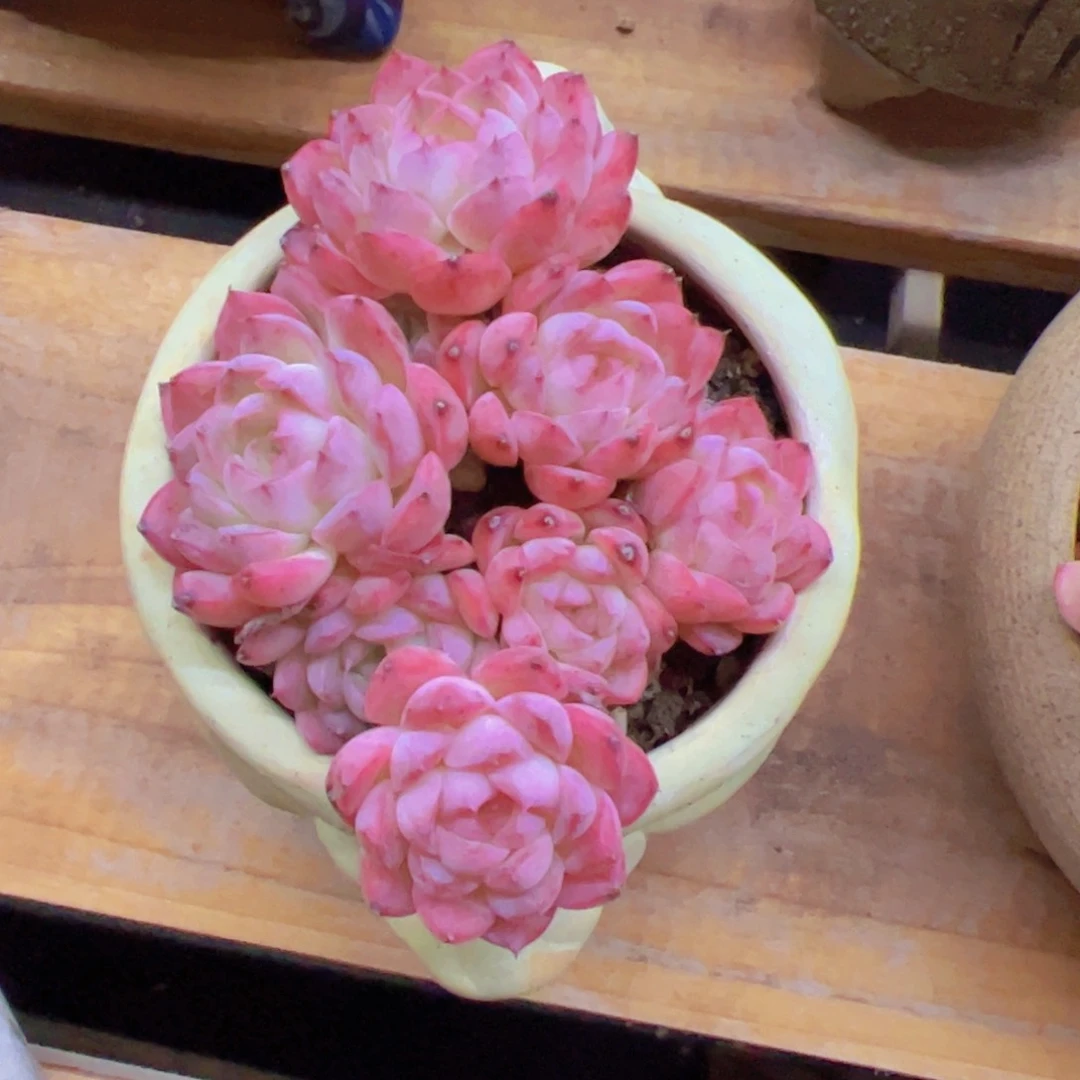 玉*新品，多肉植物