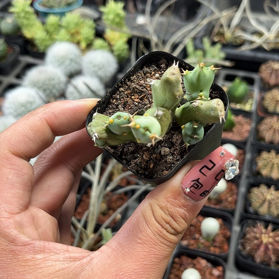 丘西大吉单头发货单头发