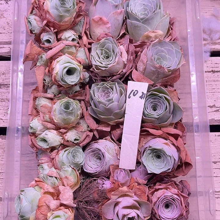 山地玫瑰10号，一物一拍15颗