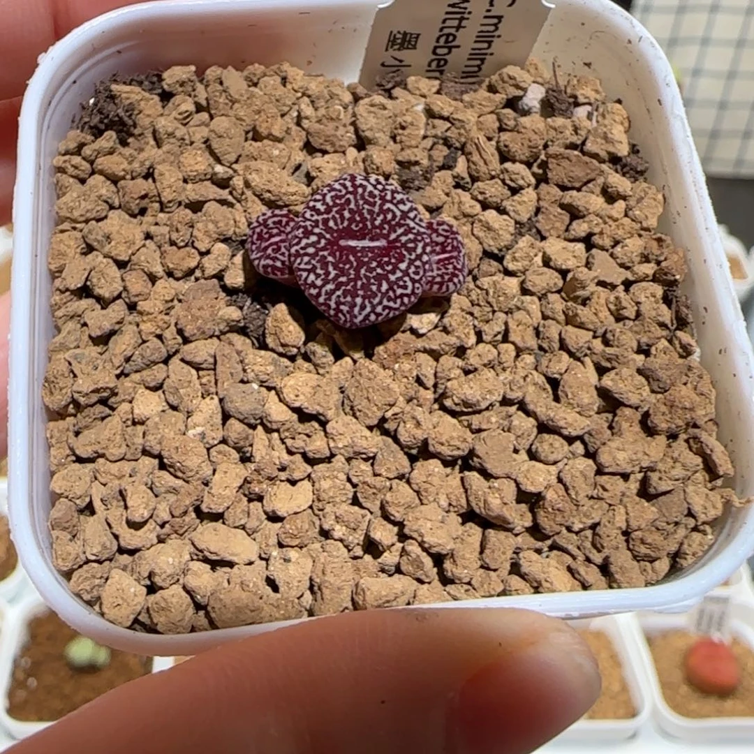 肉锥多肉植物组合-全窗墨1621
