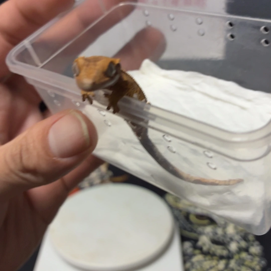 睫角守宫睫角守宫可爱入门