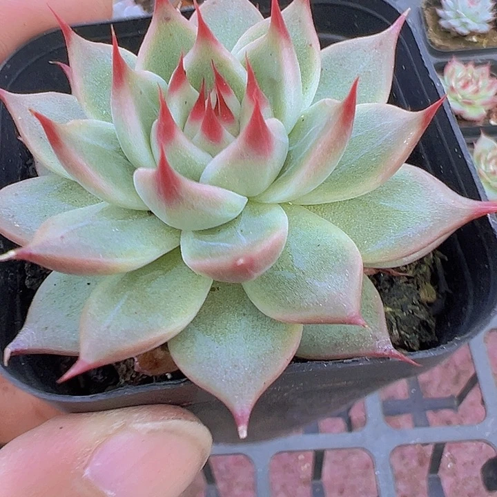 托斯卡精品多肉植物