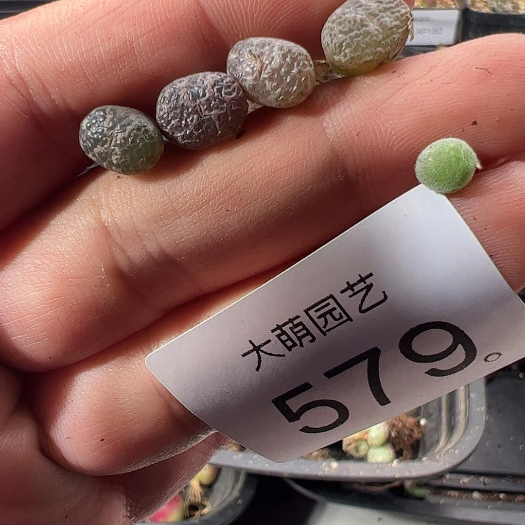 一物一拍。    579