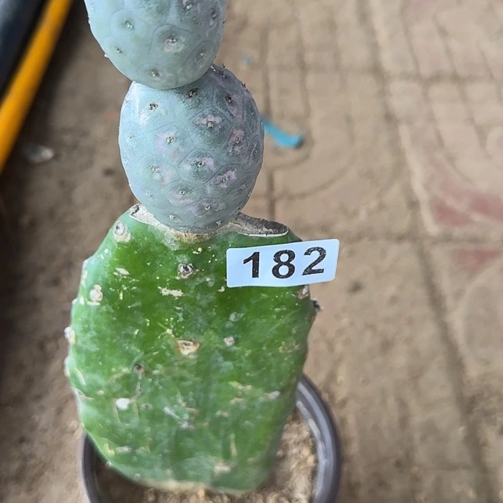 云***莓无花朵嫁接无刺洞洞习182