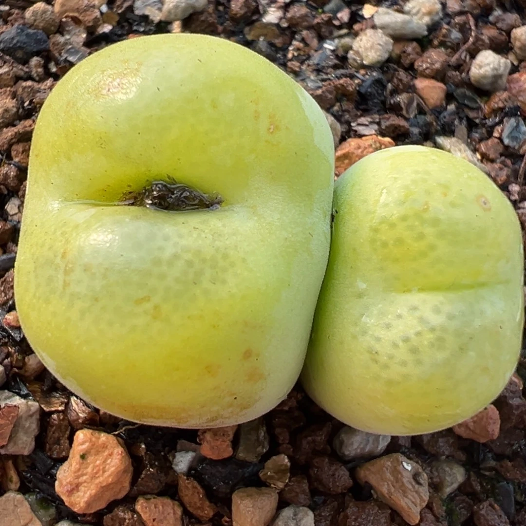 粉翠光母本带盆多肉