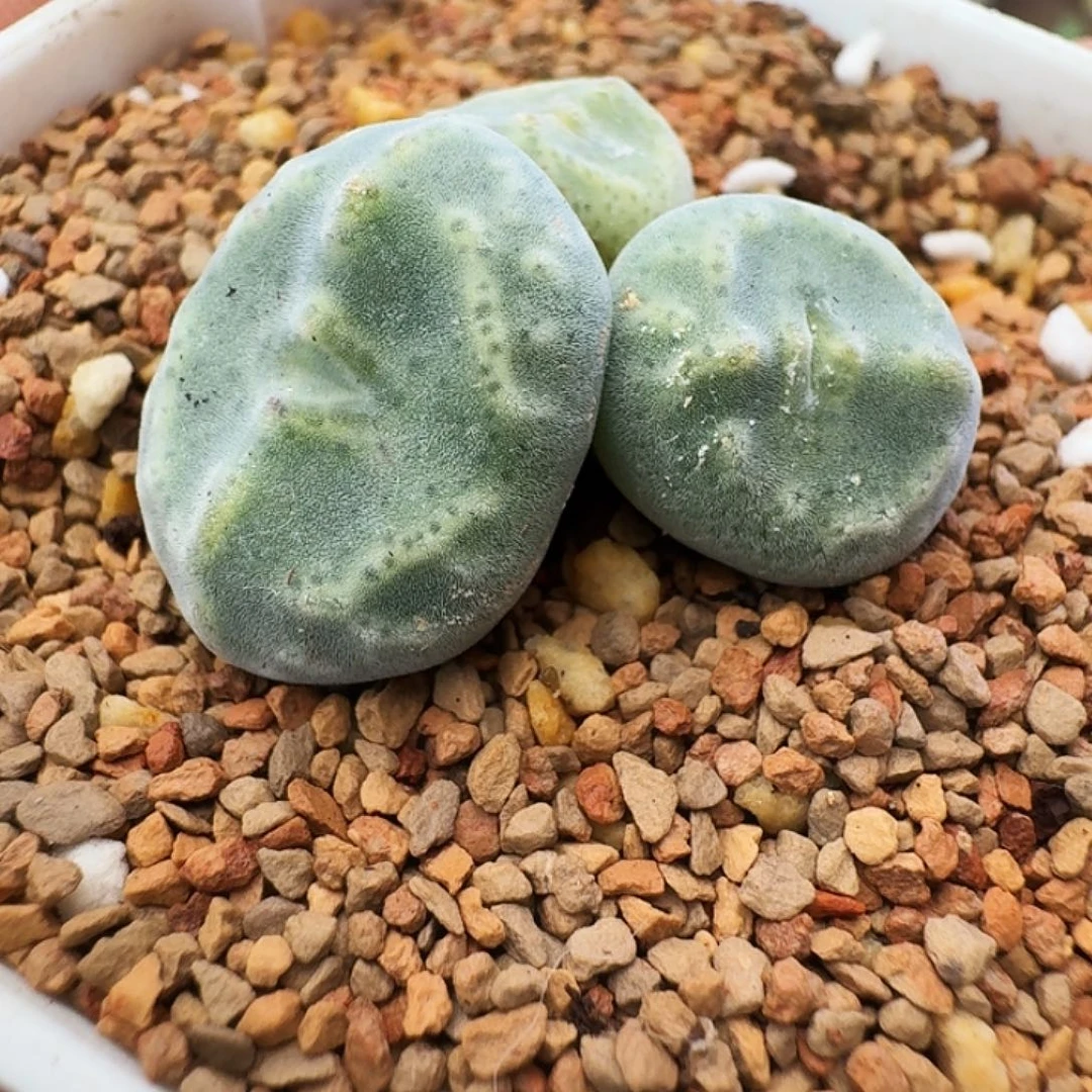 多肉植物福利风铃绿豆糕母本152