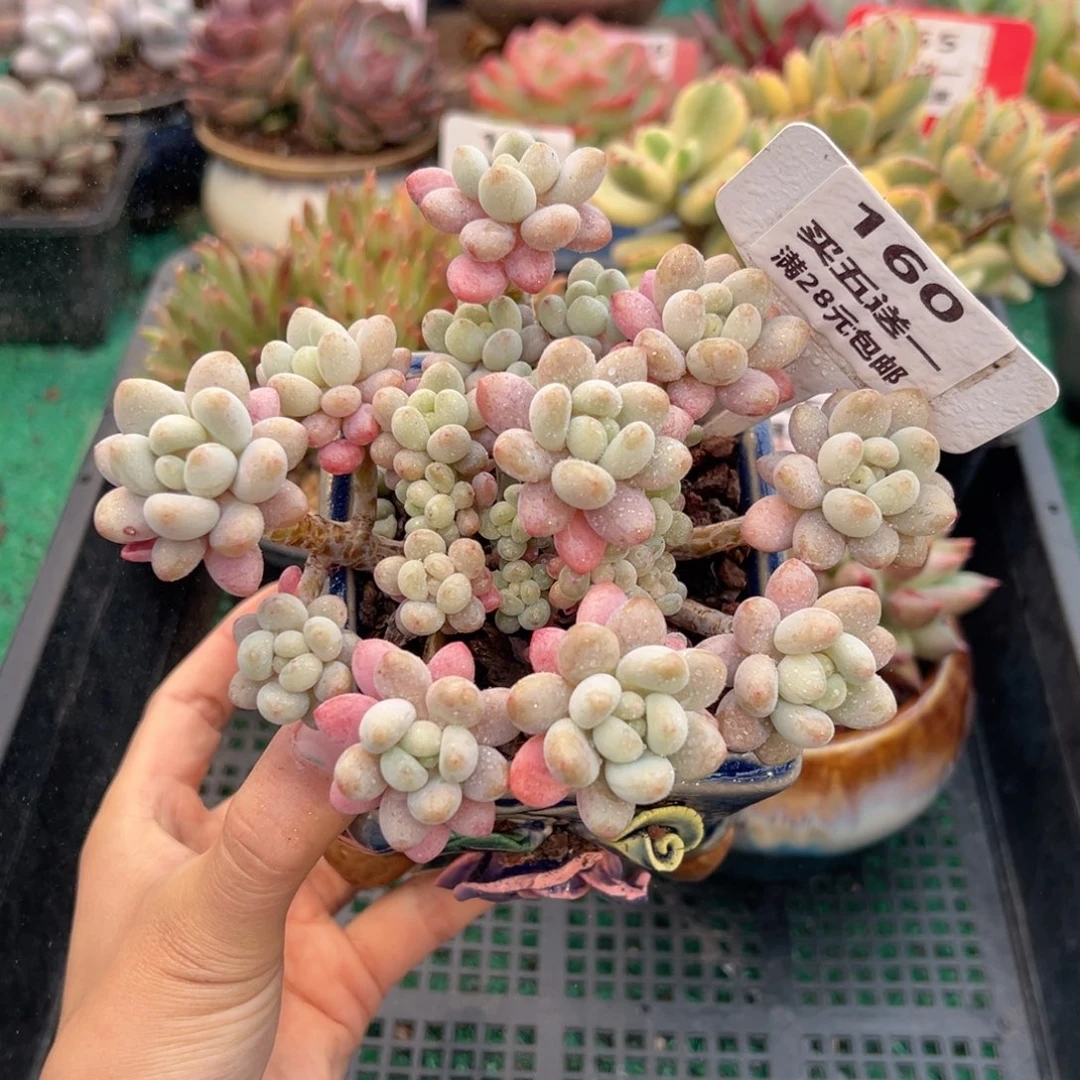 表妹精品多肉植物160.