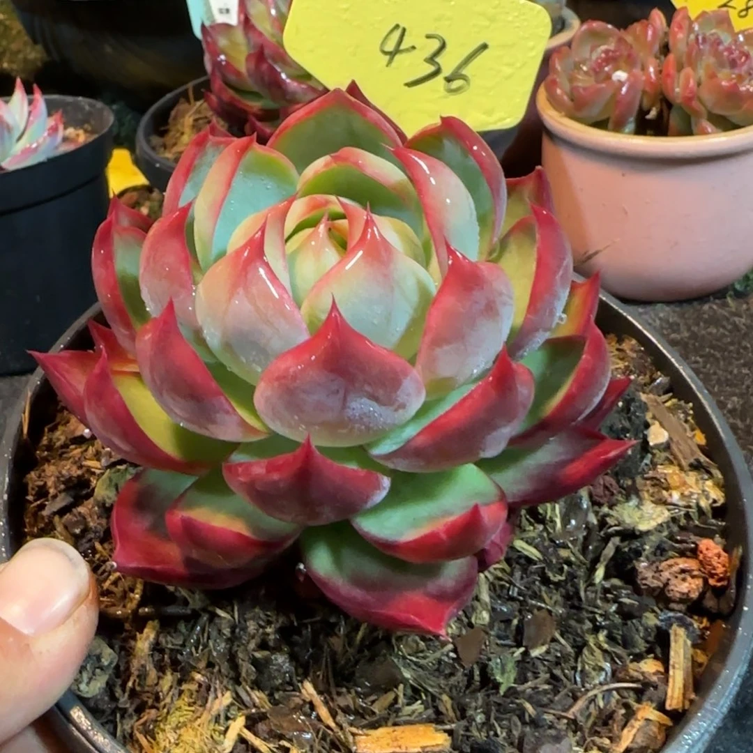 惊鸿一物一拍包装收缩花旱436