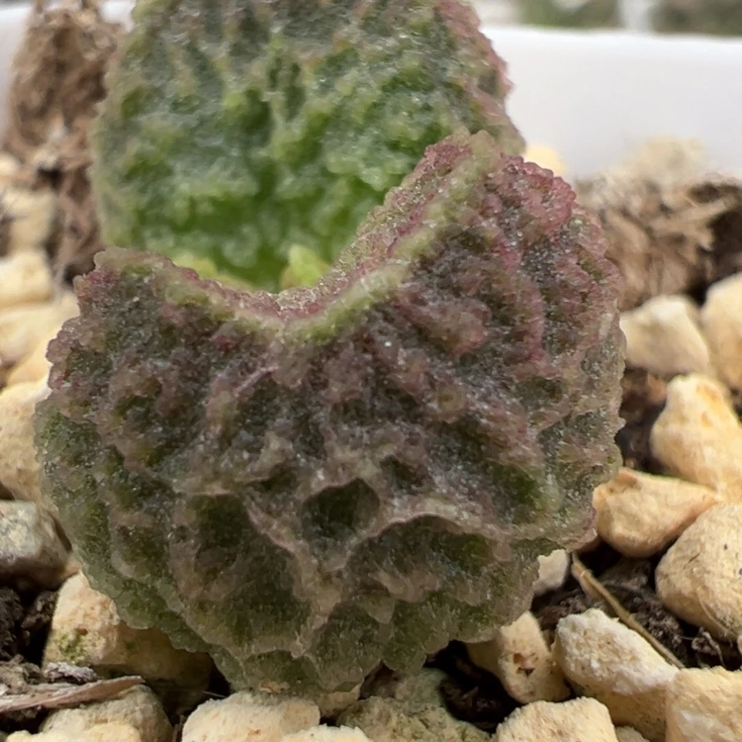 实生新品网格纹实生新品多肉植物