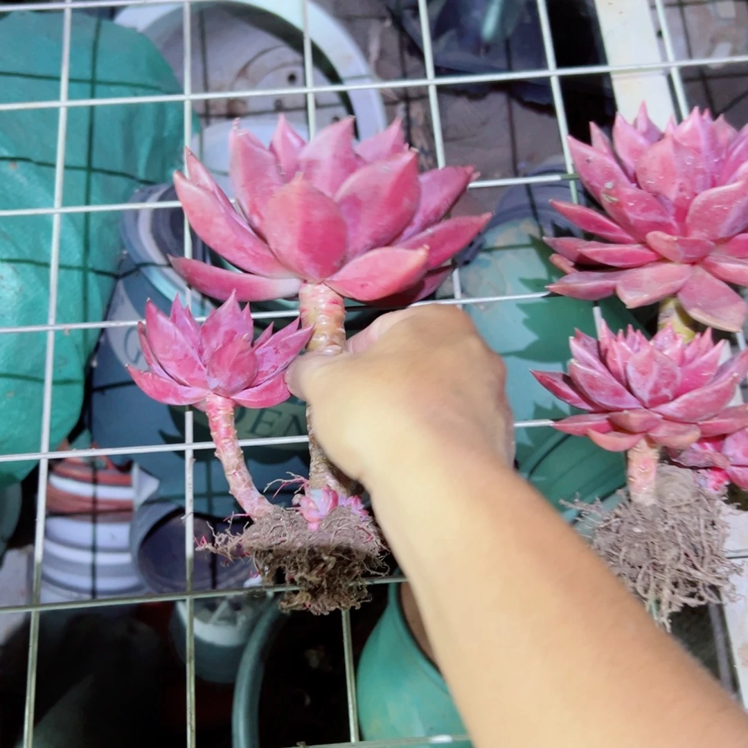 精品多肉植物老桩随机