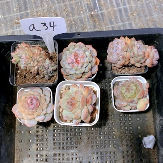34号多肉植物园艺