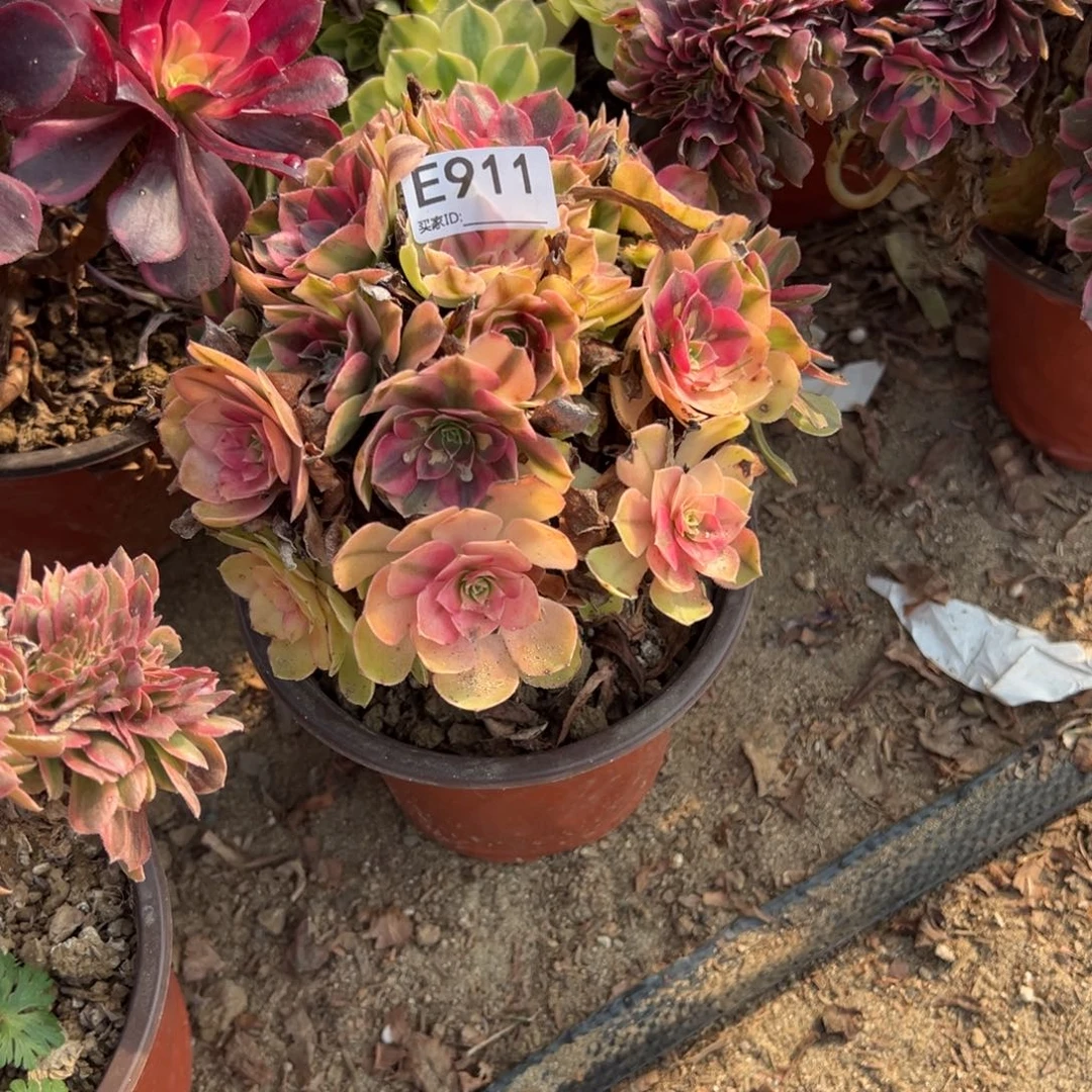 911雨荷多肉植物法师多肉