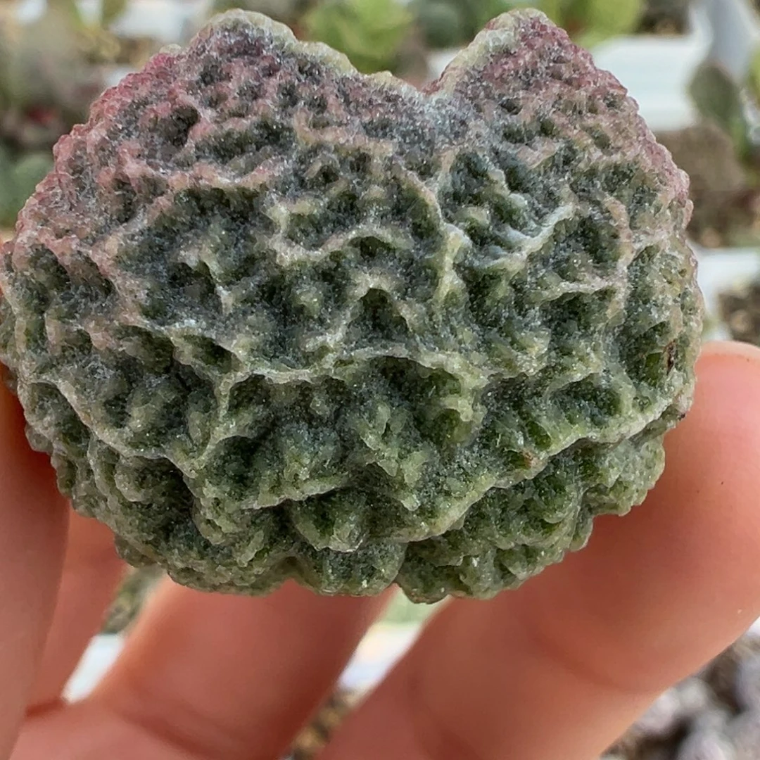 圆球网格闪电纹叶子多肉植物水泡