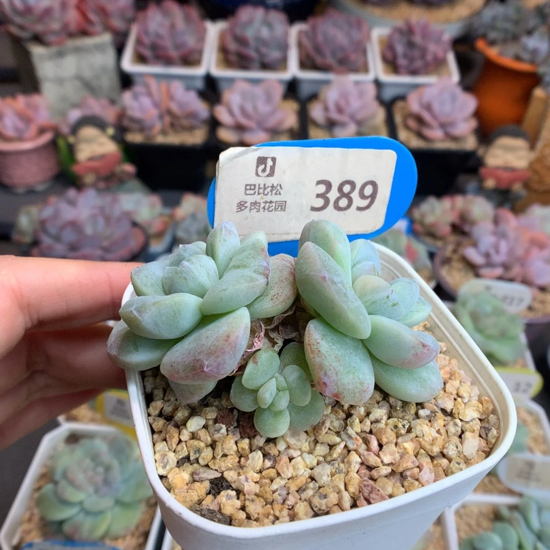 389三头冰玉石化多肉植物