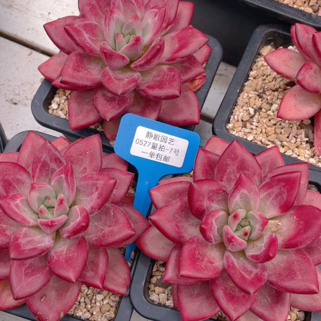 0527-7-全状态赫菲斯托大头一刻