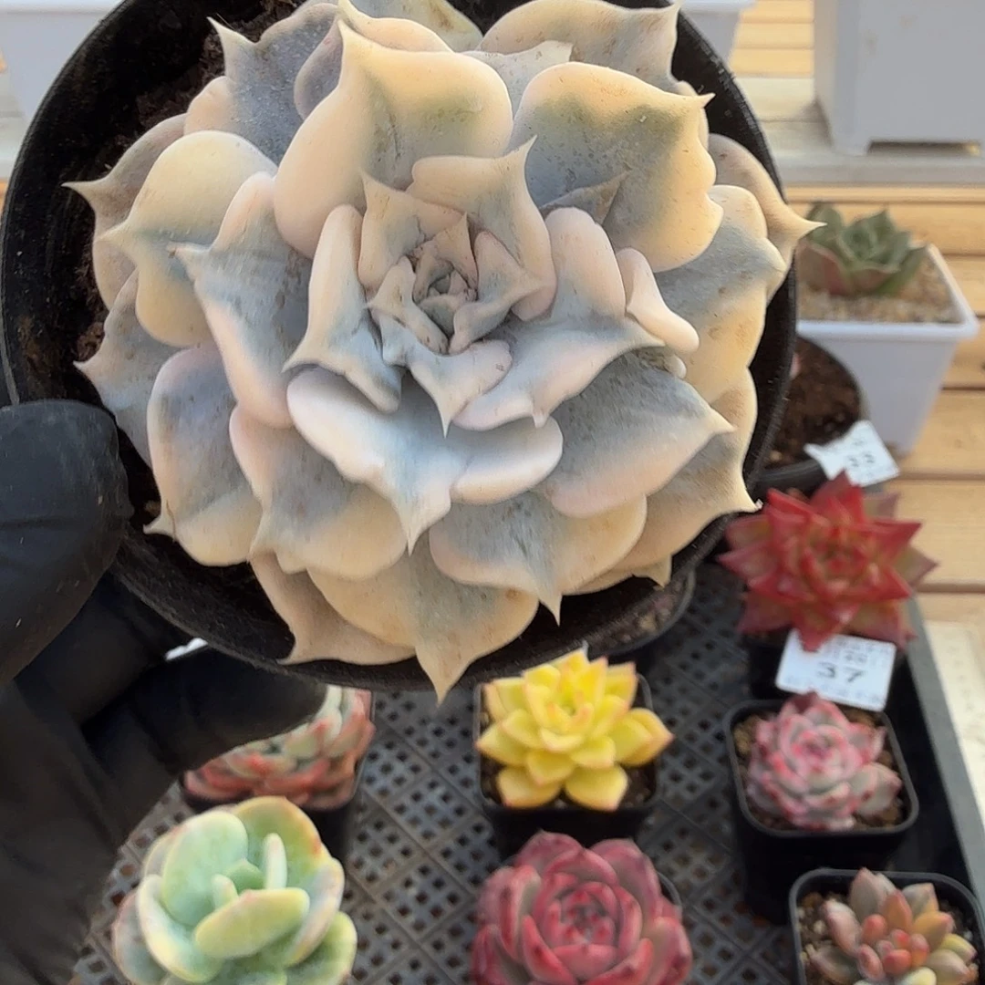 1220-38丽娜莲锦单头