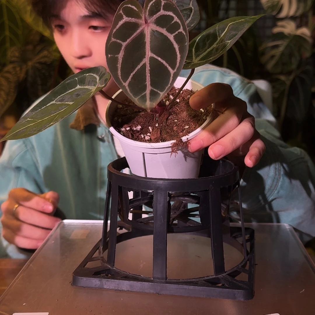 不开花植物A20紫铜杂米歇尔