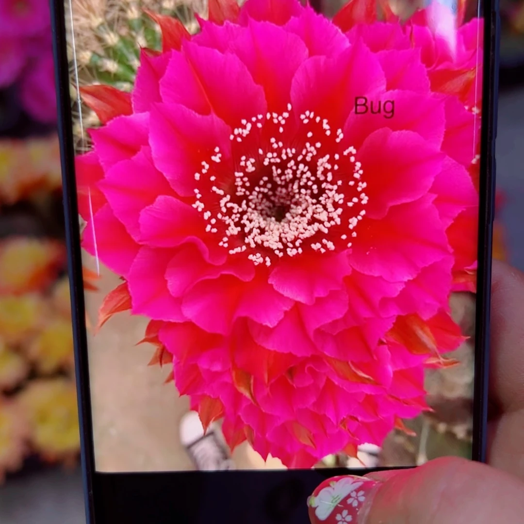 下21彩草漏洞歪无根侧芽4公分左右20包邮