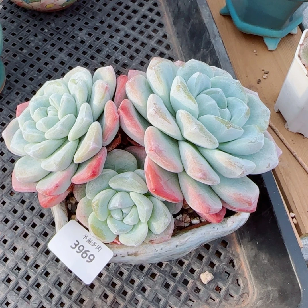 冰玉无砍，3969多肉植物