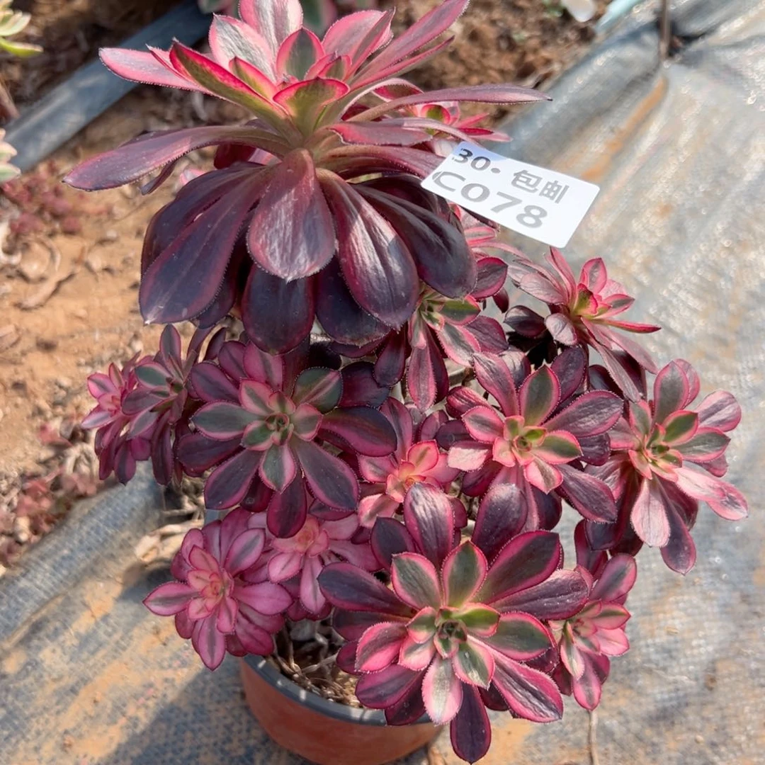 一**⑦078 多肉法师处理