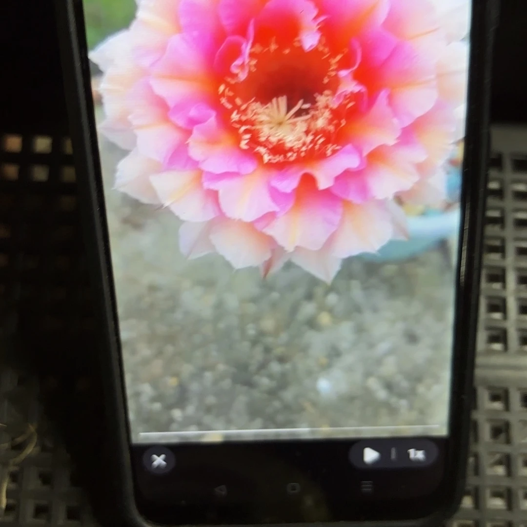 006彩侧牙20包邮60