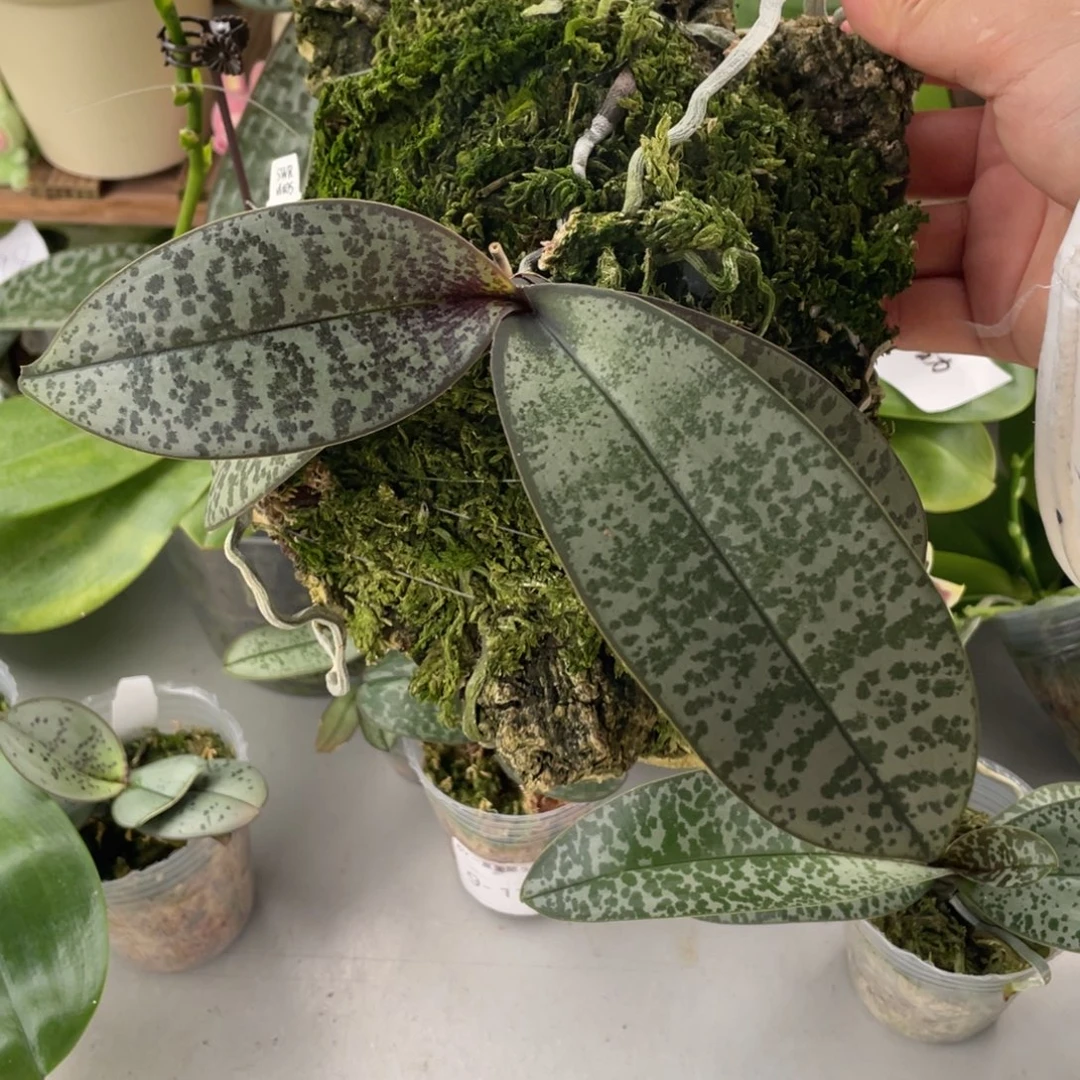 当前无花栽培后可以开花M405西