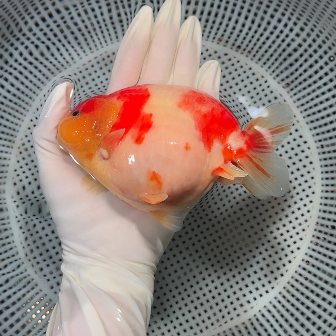 金鱼大种兰寿金鱼