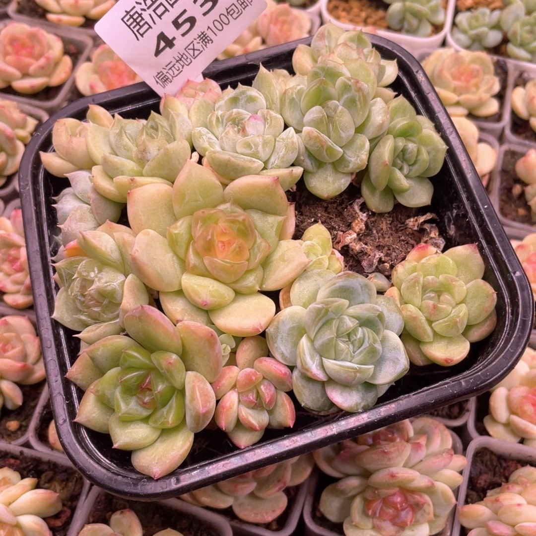蓝****珍妮混一物一拍453