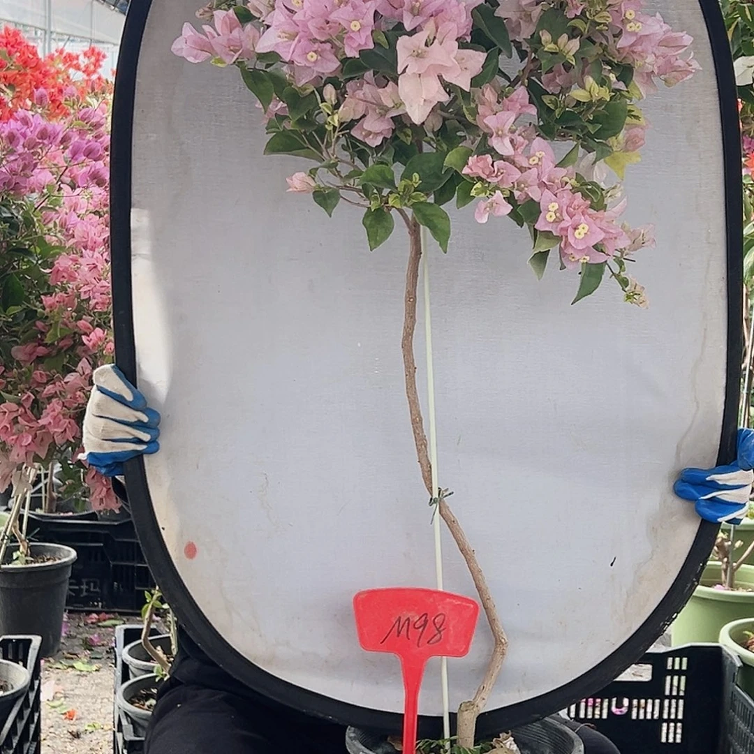 双****大部分花苞少量开放M98丽娜