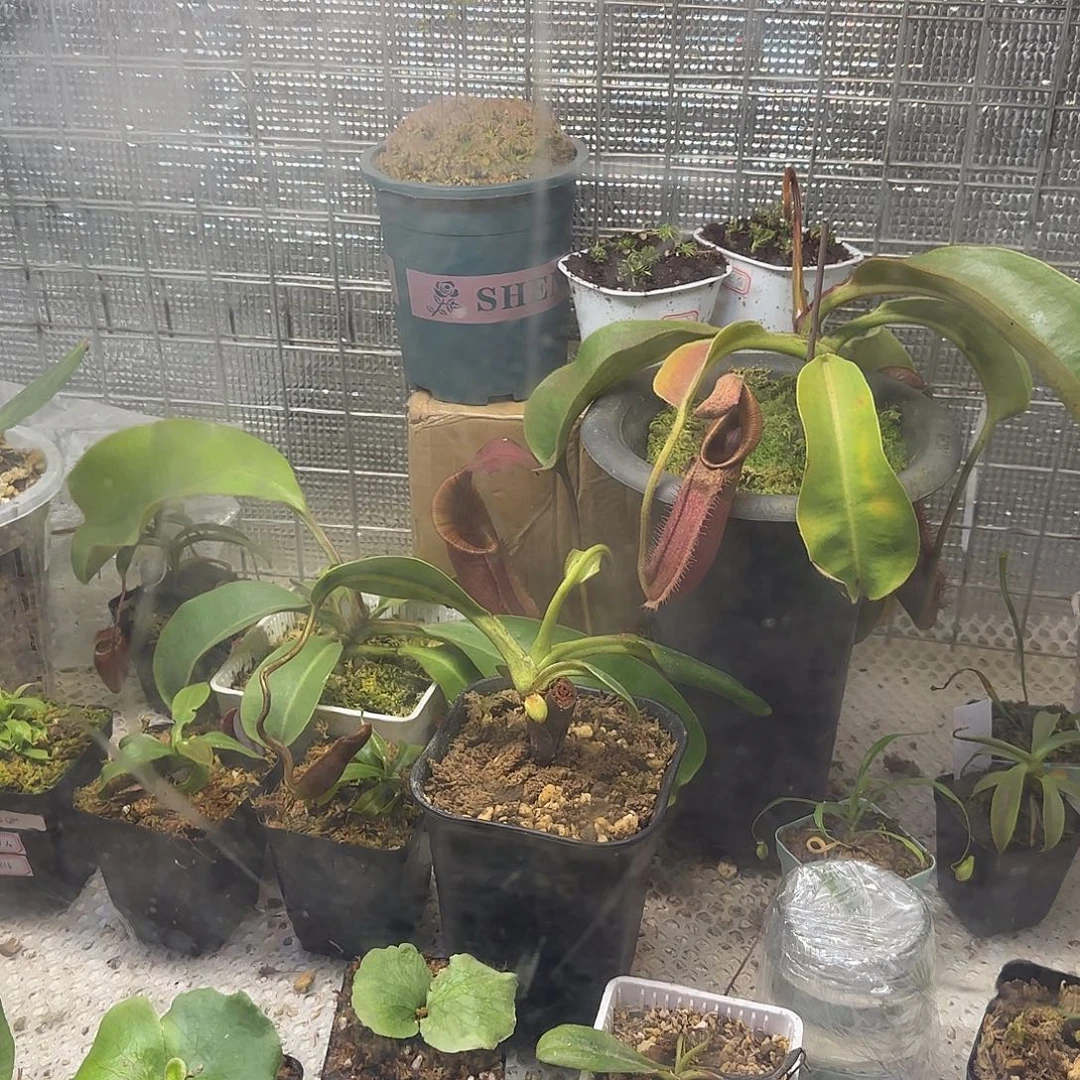 V***y无花朵专拍存米链接