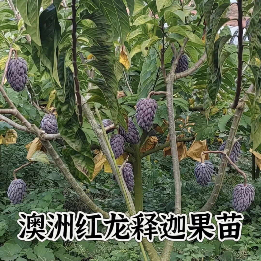 优创果树·【嫁接释迦果苗】泰国大目释迦｜红龙释迦｜玫瑰释迦｜以色列