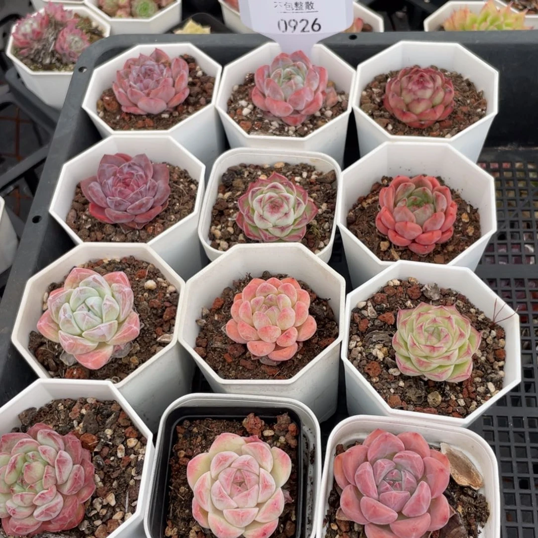 不包整散 盆子不售后0926