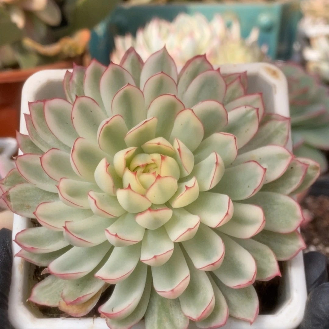 651白覆轮梦幻玫瑰锦