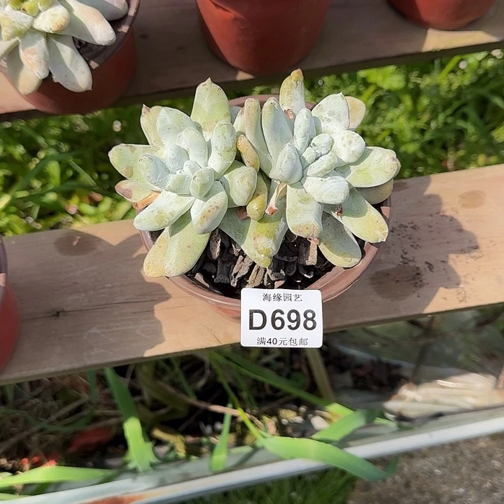 E*a拇指仙女杯多肉植物