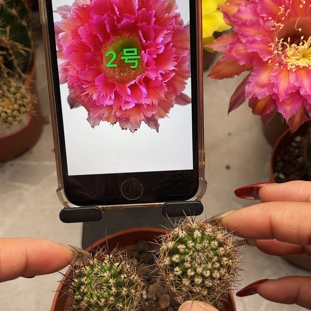 彩草2号3号羽毛测芽组合2.5公分左右