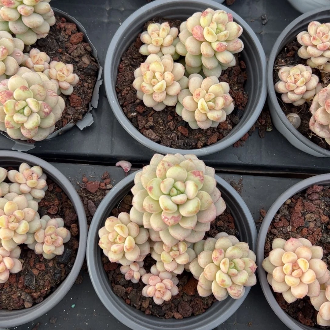 阳光玫瑰，九块九包邮。