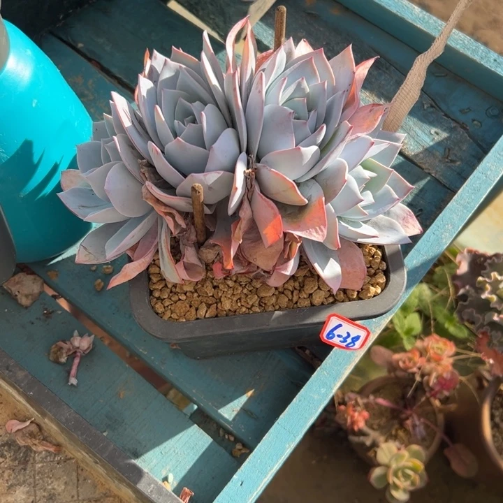 精品多肉植物老桩白莲