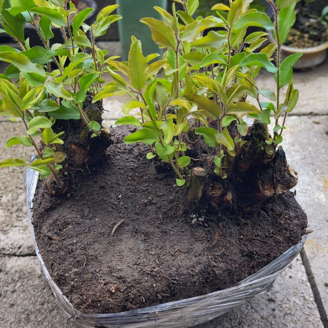 当前无花栽培后可以开花