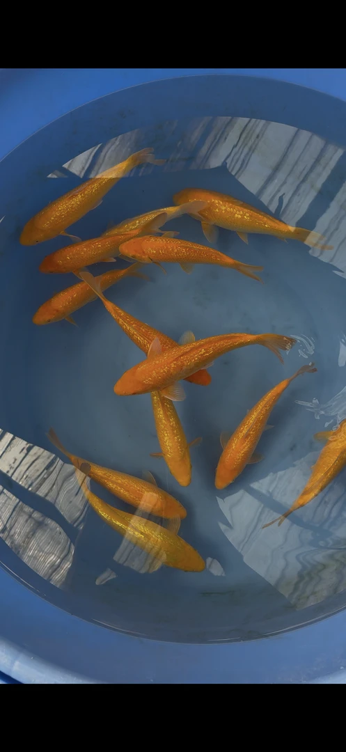 大日黄辕，尺寸25左右。