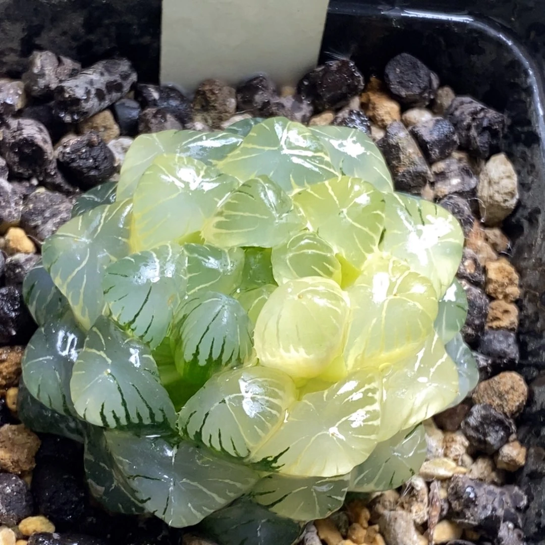 159号实生玉露锦湖水