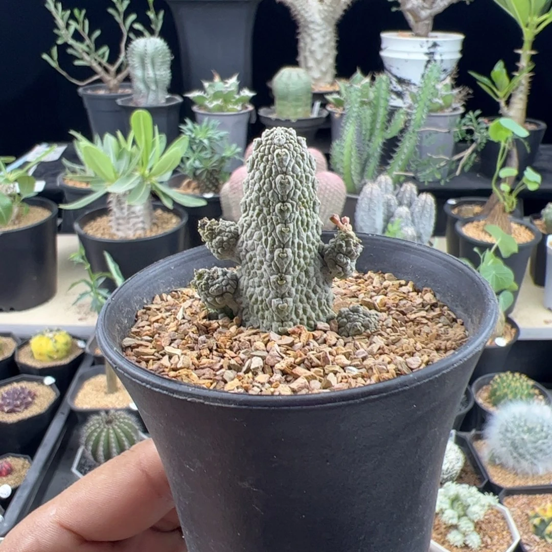 蛇蹄玉一物一拍默认脱土发