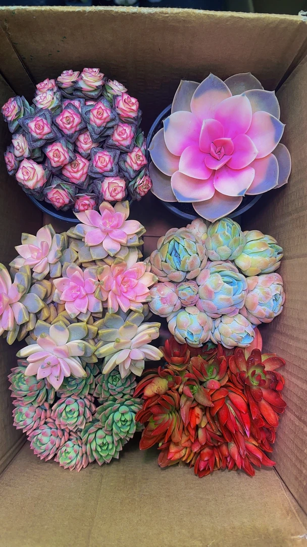 热销【 6盆高品质多肉】带盆带土种好栽好一整箱不重复多肉