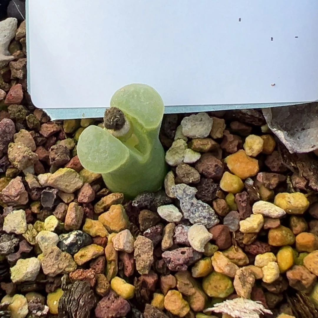 诗***27-28肉锥多肉植物，