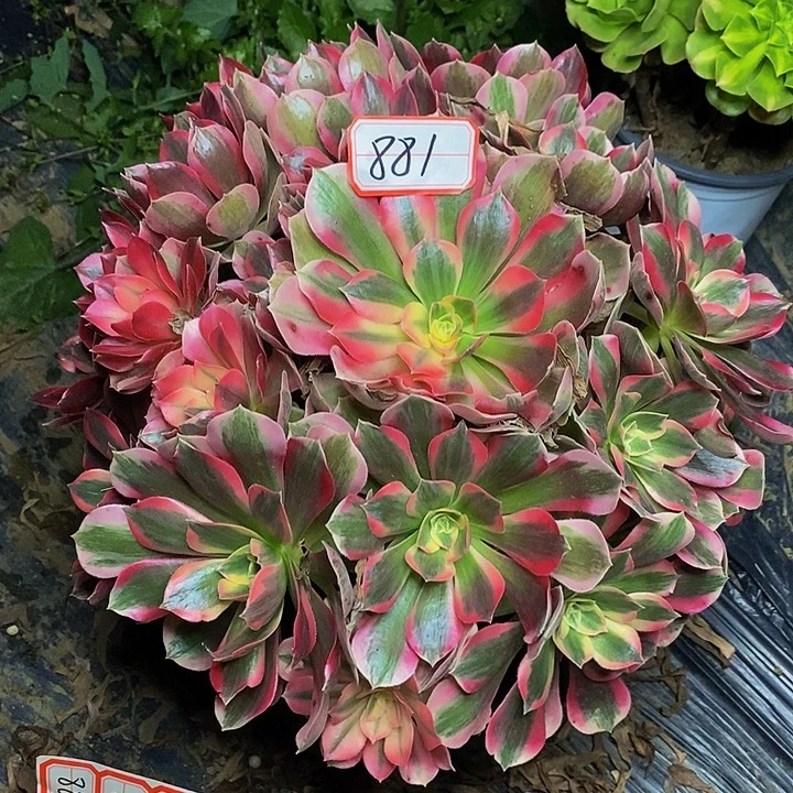 七彩石老桩捧花881号